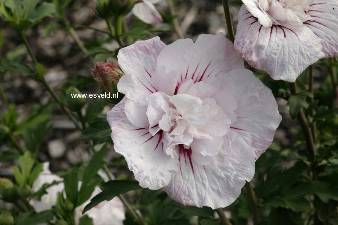 Hibiscus syriacus 'Bricutts' (CHINA CHIFFON)