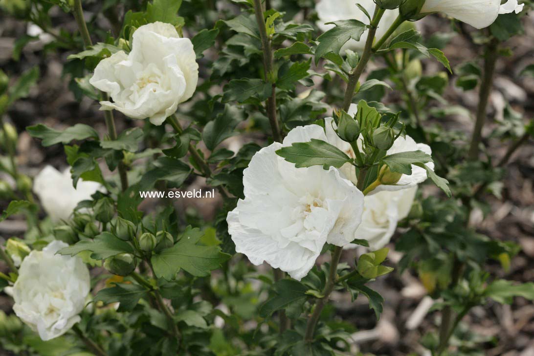 Hibiscus syriacus 'Notwood Two' (WHITE CHIFFON)