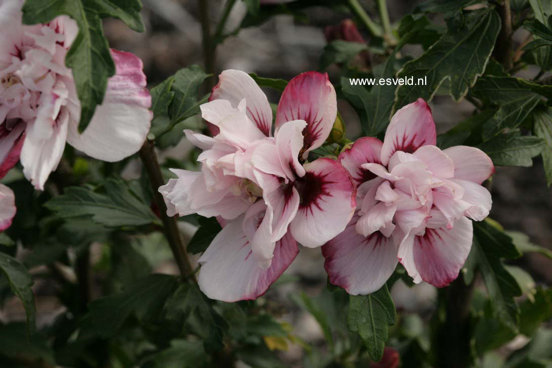 Hibiscus syriacus 'Lady Stanley'