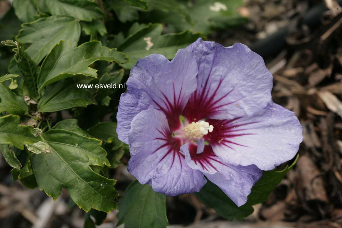 Hibiscus syriacus 'Minultra' (ULTRAMARINE)