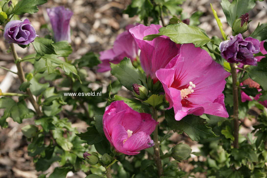 Hibiscus syriacus 'Floru' (RUSSIAN VIOLET)