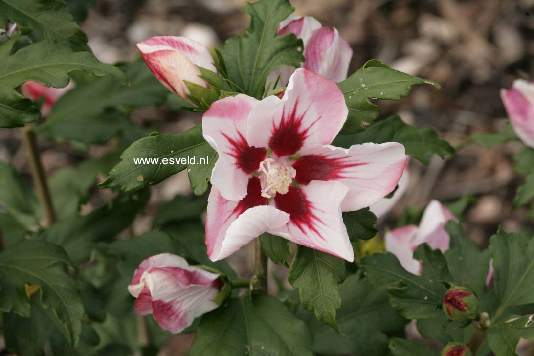 Hibiscus syriacus 'Hamabo'