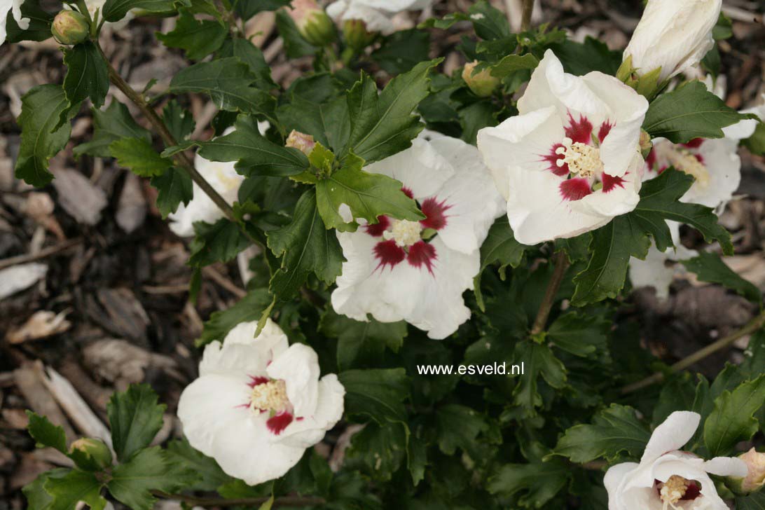 Hibiscus syriacus 'Red Heart'