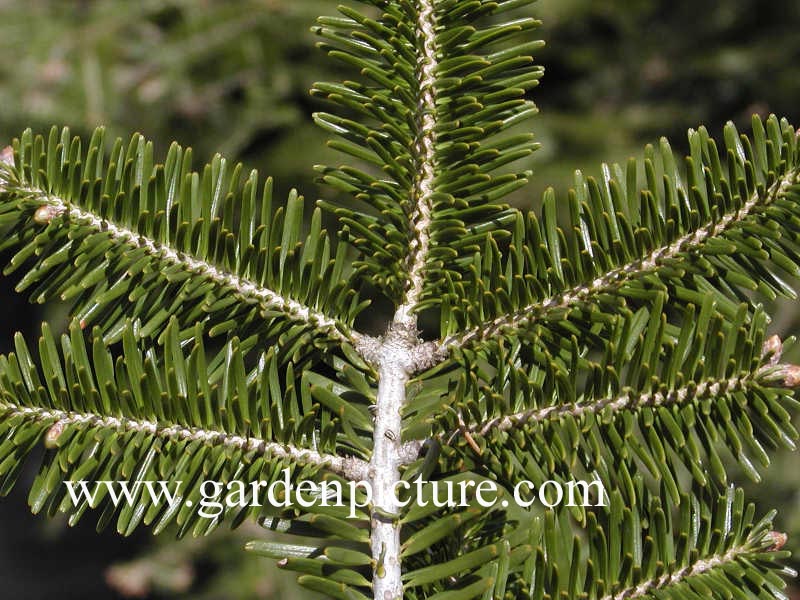 Abies alba