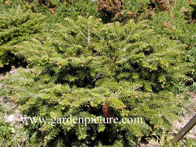 Abies nordmanniana 'Barabits Compact'