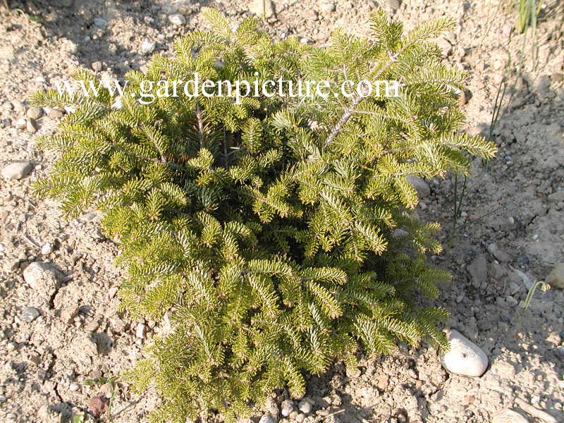 Abies nordmanniana 'Barabits Compact'