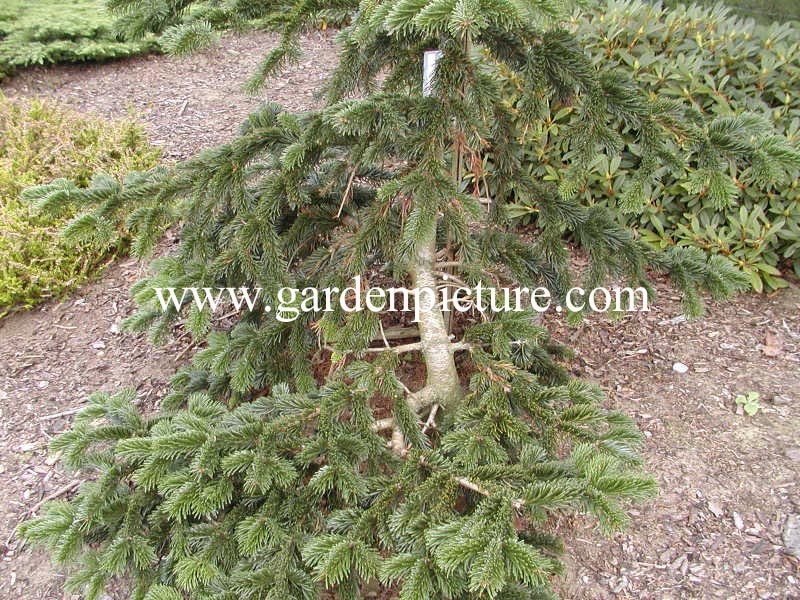 Abies nordmanniana 'Robusta'