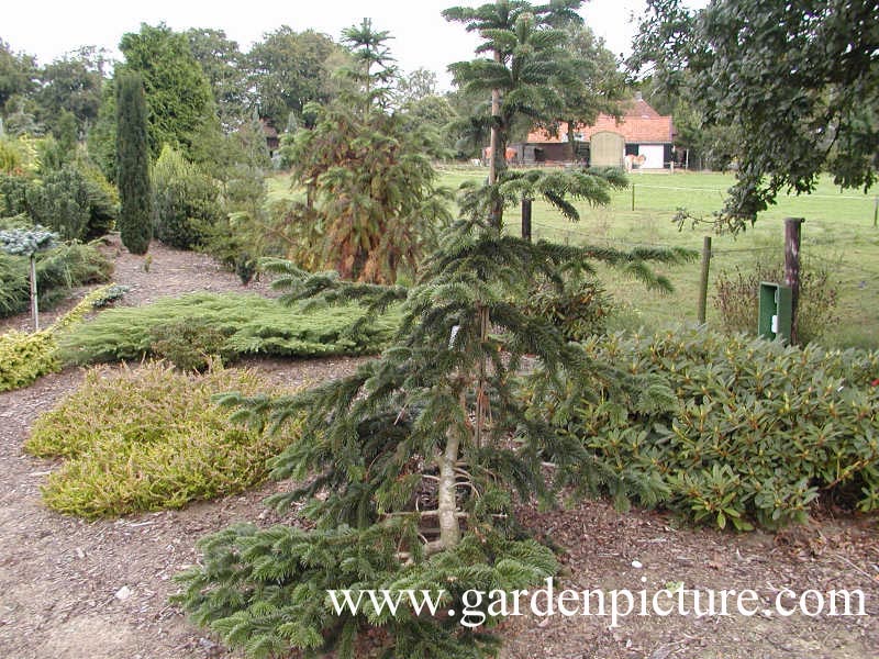 Abies nordmanniana 'Robusta'