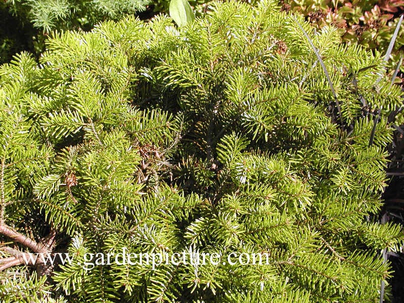 Abies nordmanniana 'Barabits Compact'