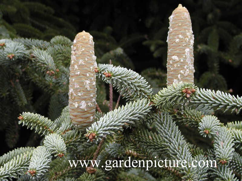 Abies pinsapo 'Kelleriis'