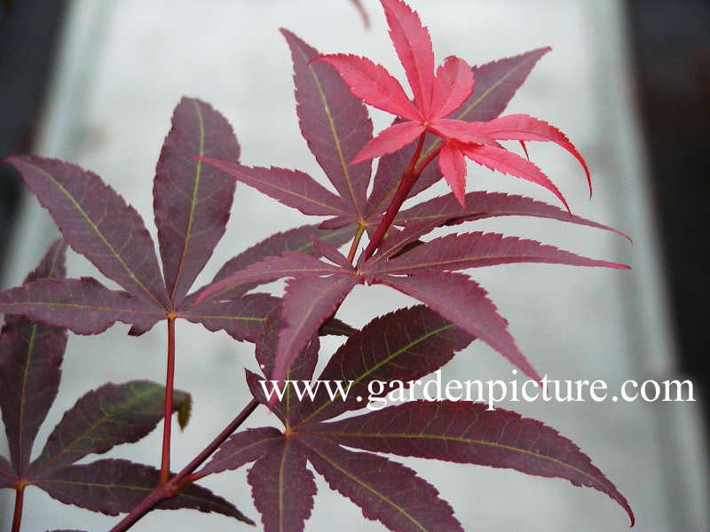 Acer palmatum 'Red Emperor'