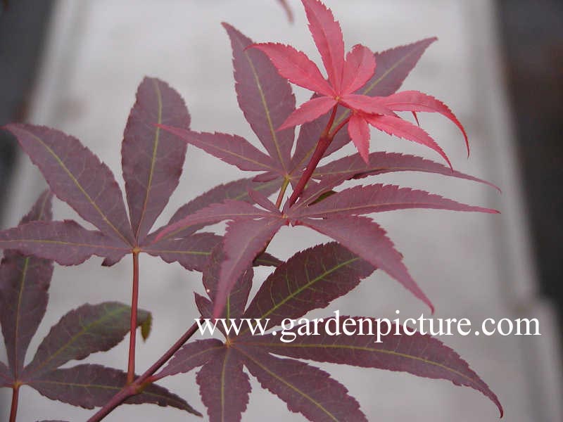 Acer palmatum 'Red Emperor'