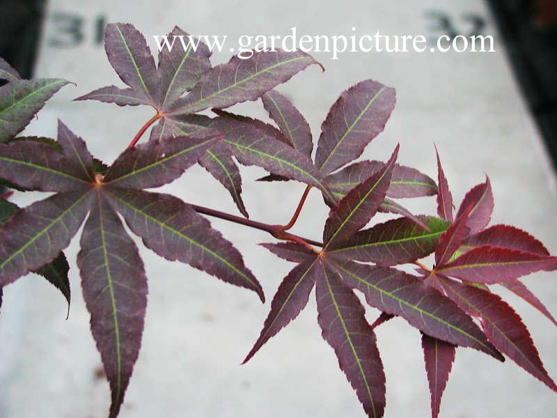 Acer palmatum 'Red Emperor'