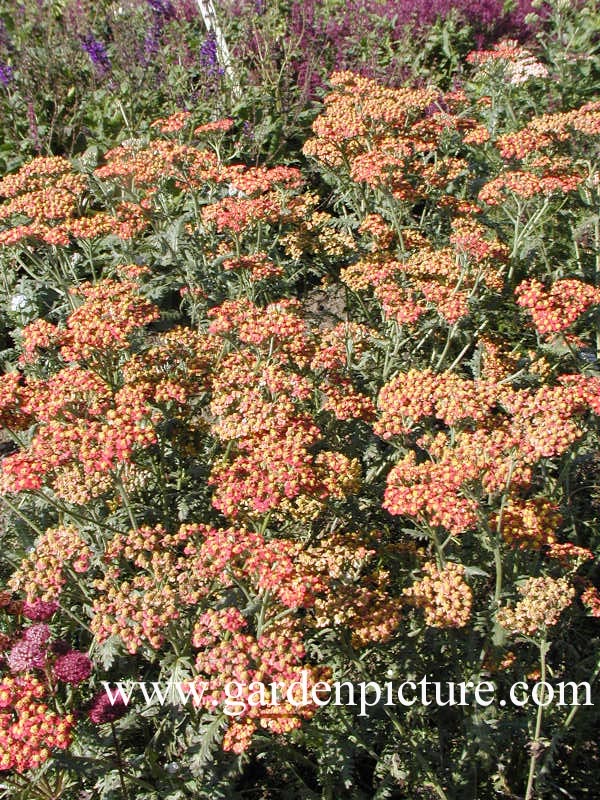 Achillea 'Walther Funcke'