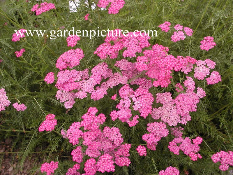 Achillea millefolium 'Cerise Queen'