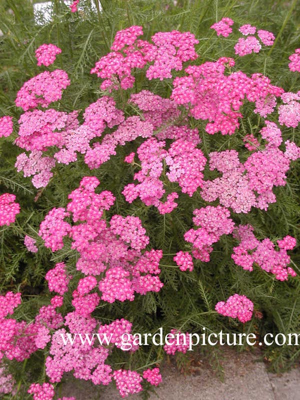 Achillea millefolium 'Cerise Queen'