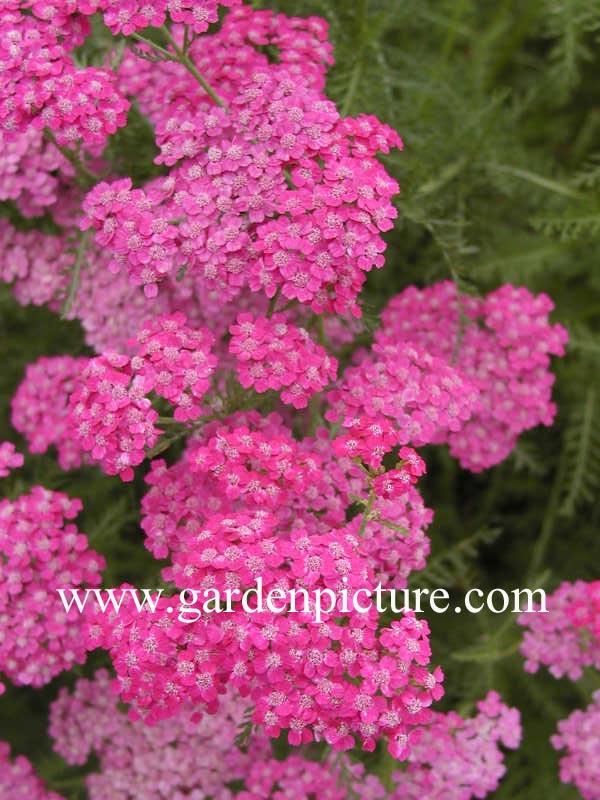 Achillea millefolium 'Cerise Queen'