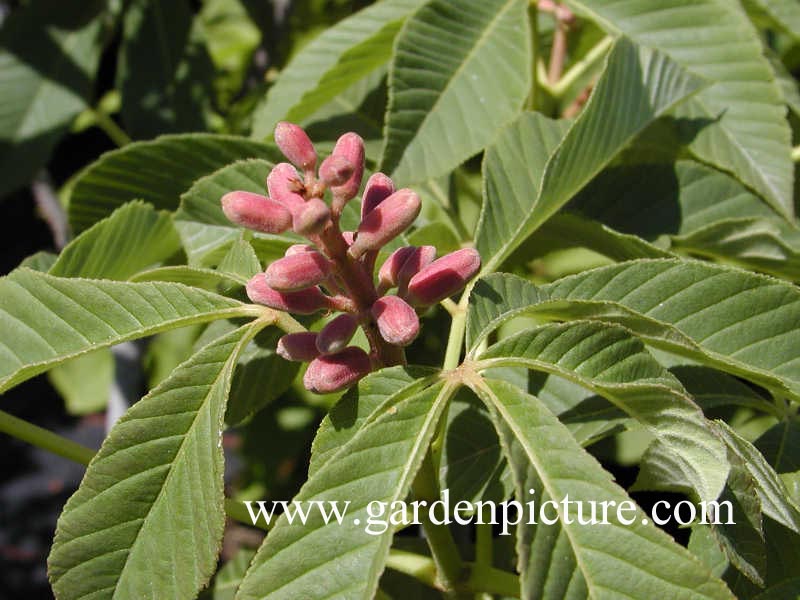 Aesculus pavia 'Humilis'