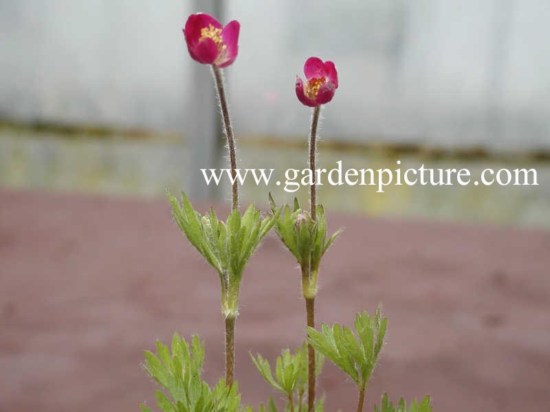 Anemone multifida 'Rubra'