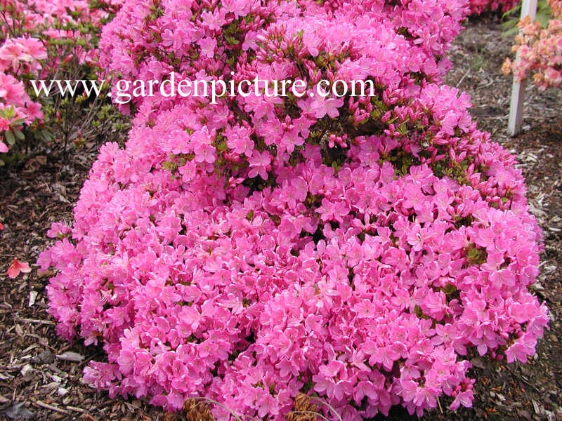 Azalea 'Lilac Diamond'