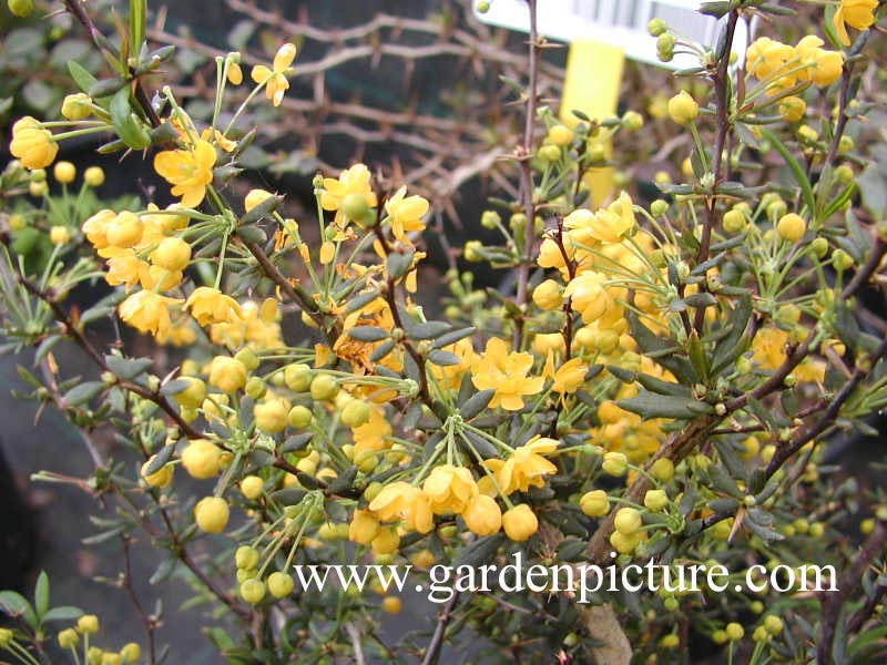 Berberis stenophylla