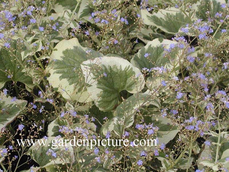 Brunnera macrophylla 'Dawson's White'