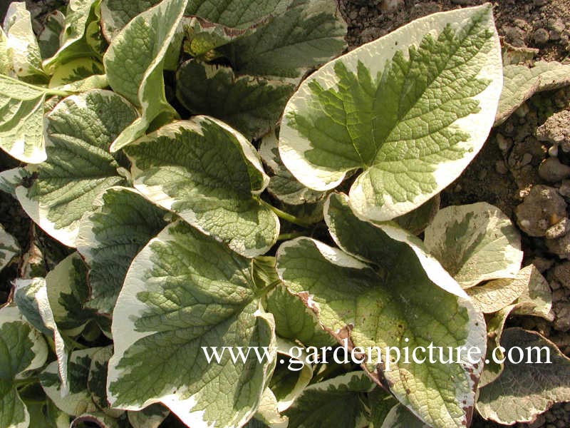 Brunnera macrophylla 'Dawson's White'