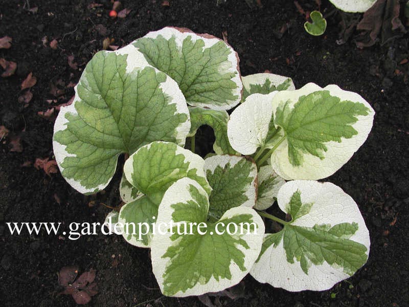 Brunnera macrophylla 'Dawson's White'