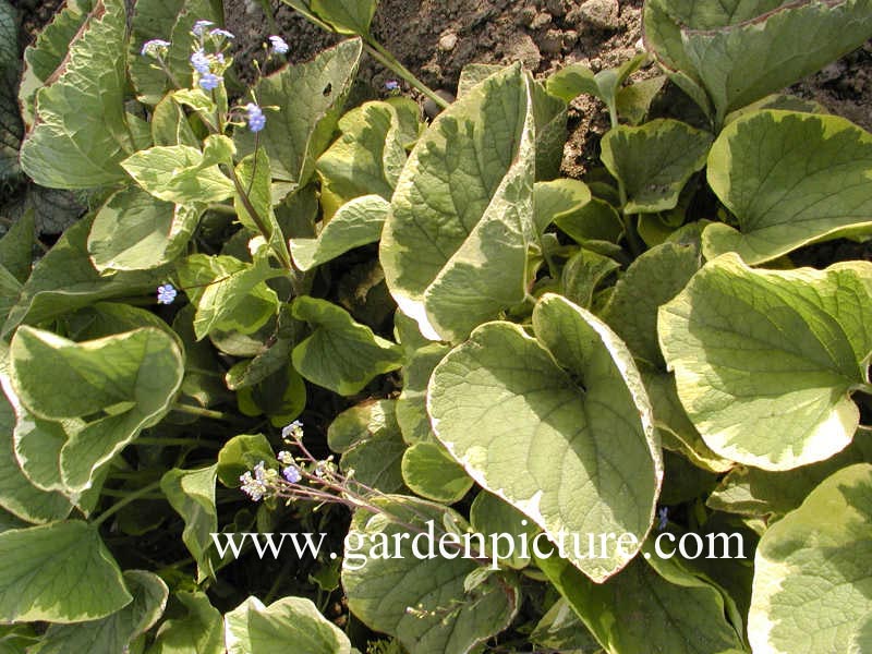 Brunnera macrophylla 'Hadspen Cream'