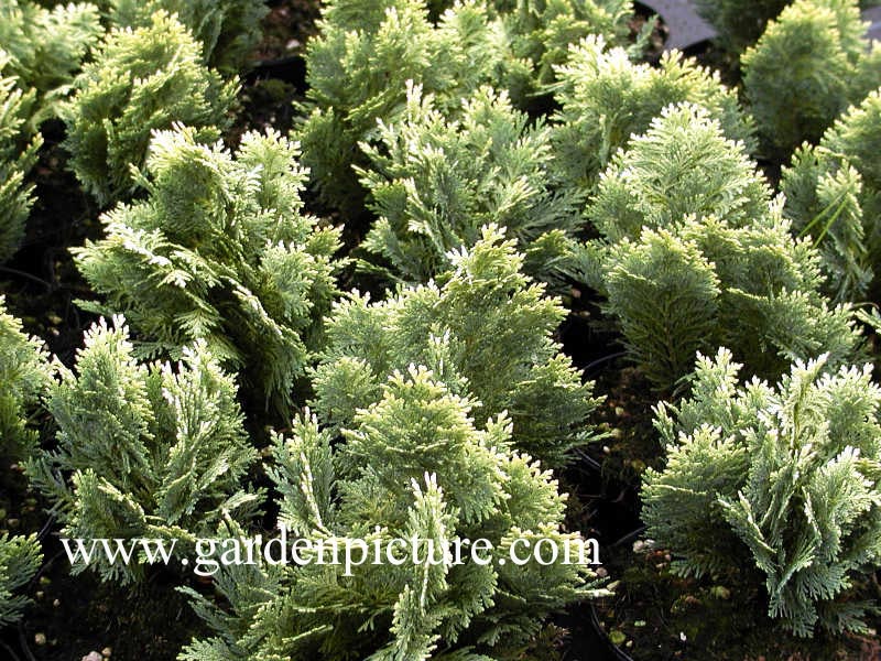 Chamaecyparis lawsoniana 'Pygmaea Argentea'