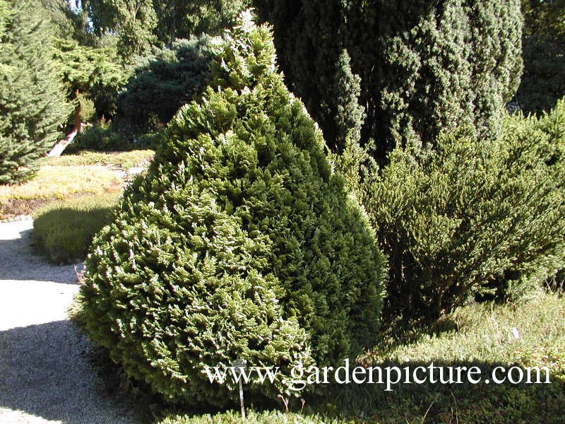 Chamaecyparis lawsoniana 'Pygmaea Argentea'