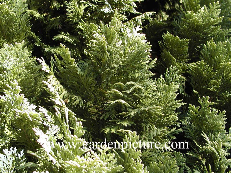 Chamaecyparis lawsoniana 'Pygmaea Argentea'