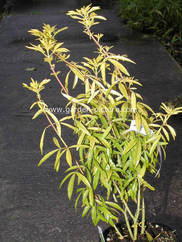 Choisya ternata 'Limo' (GOLD FINGERS)