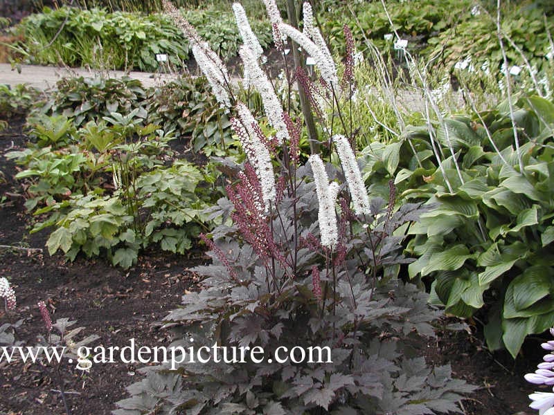 Actaea simplex 'Brunette'