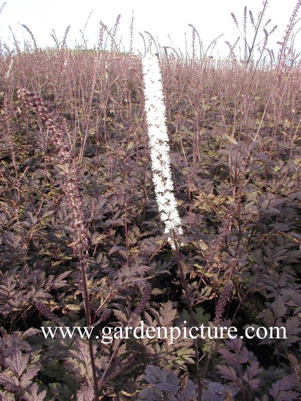 Actaea simplex 'Brunette'