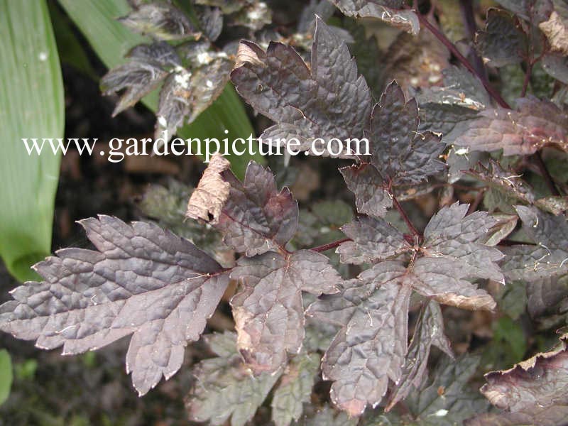 Actaea simplex 'Brunette'