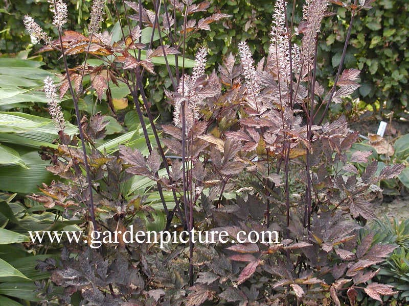 Actaea simplex 'Brunette'