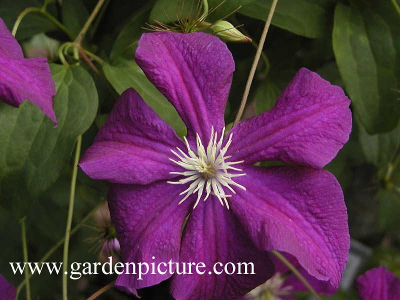 Clematis 'Aotearoa'