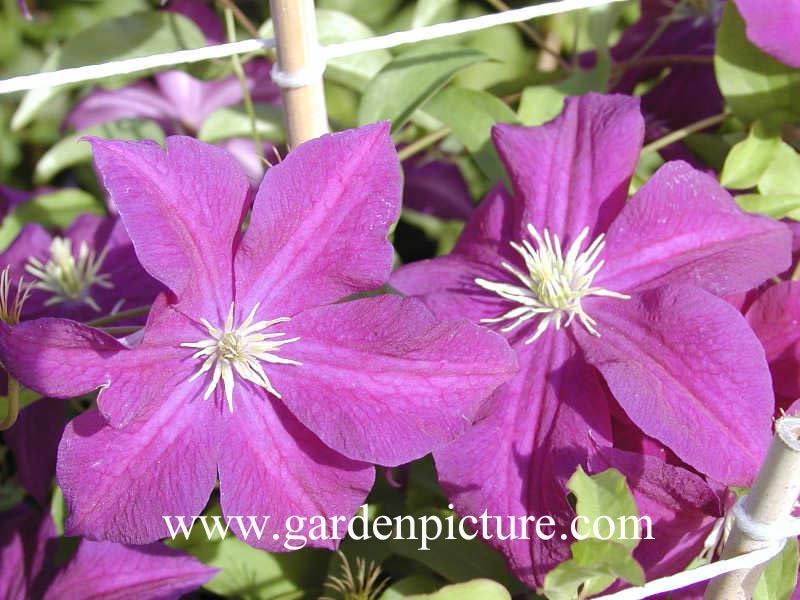 Clematis 'Aotearoa'