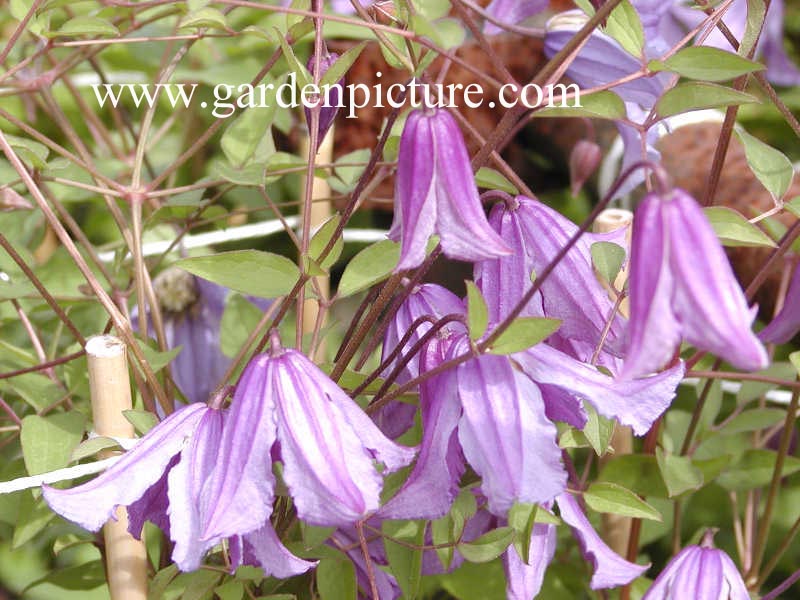 Clematis 'Blue Boy'