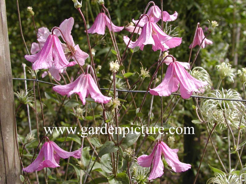 Clematis 'Hendryetta'