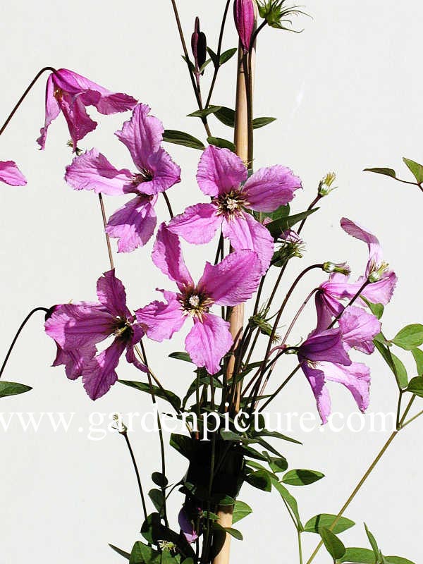 Clematis 'Hendryetta'