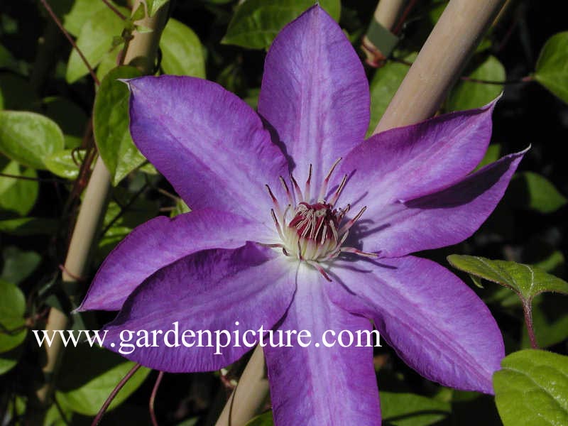 Clematis 'Lilactime' (65112)
