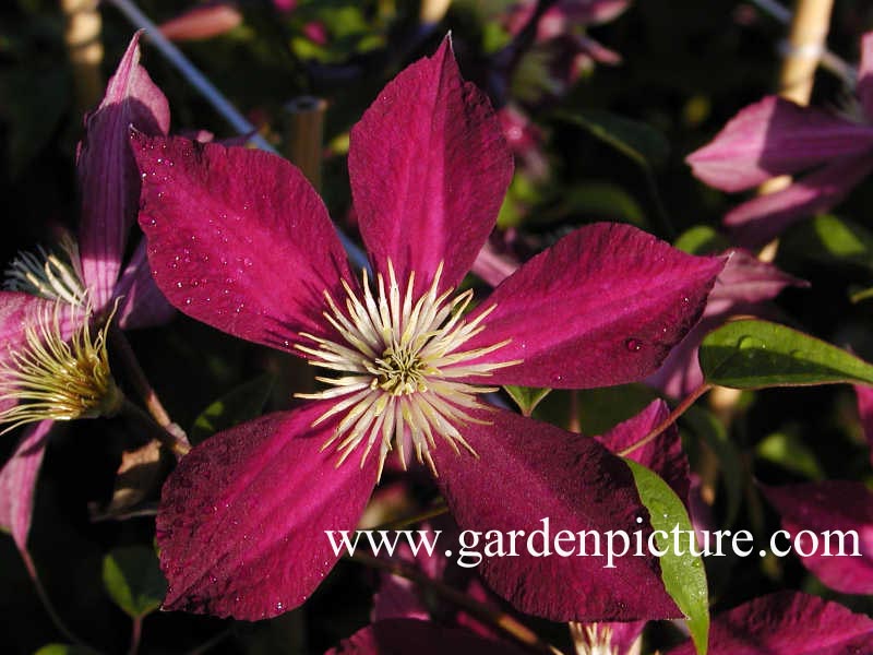 Clematis 'Mikelite'