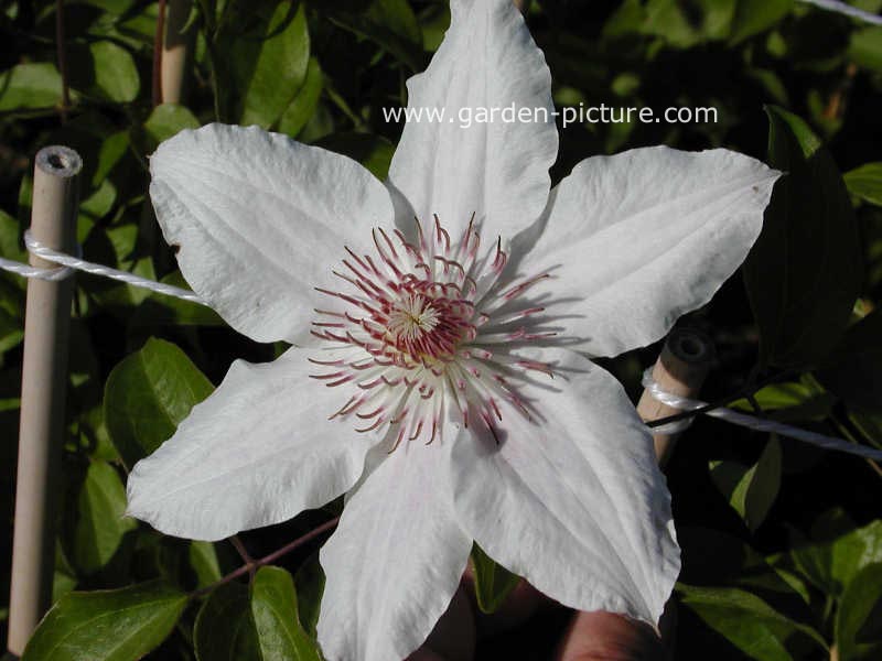 Clematis 'Scartho Gem'