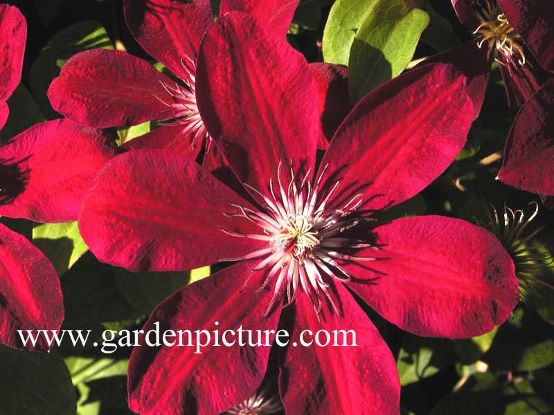 Clematis 'Westerplatte'