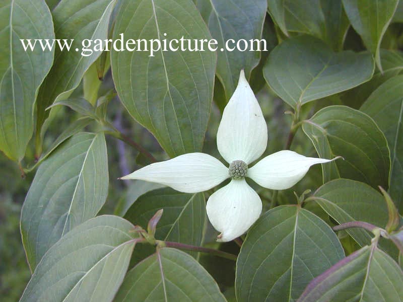 Cornus kousa 'Blue Shadow'