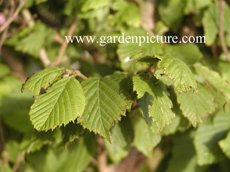 Corylus sieboldiana
