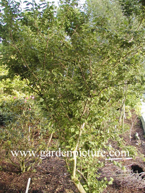 Corylus sieboldiana