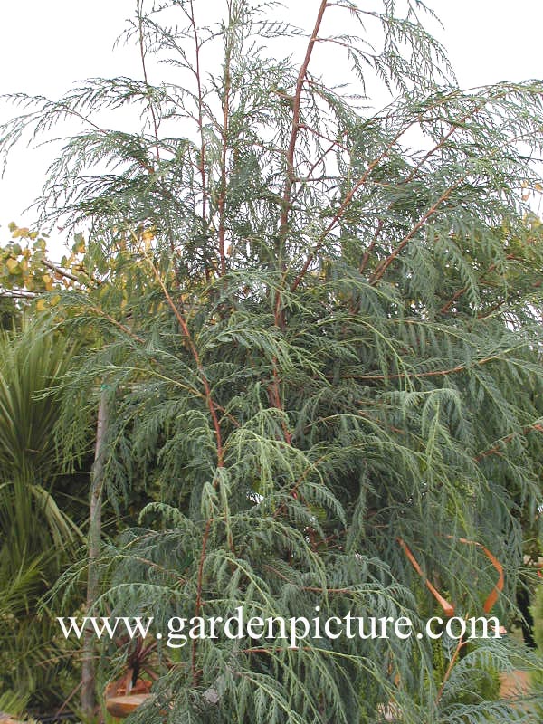 Cupressus cashmiriana